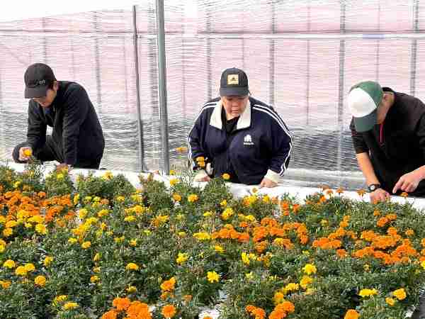 食用花を栽培して加工するお仕事です。